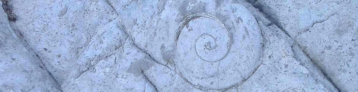 Panton Boulder with Fossil