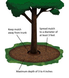 tree-mulch-01