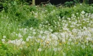 Dandilions-in-a-garden-008