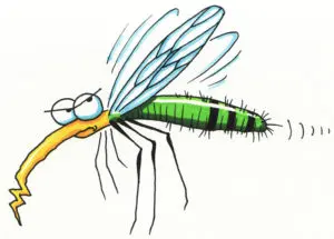 mosquito1