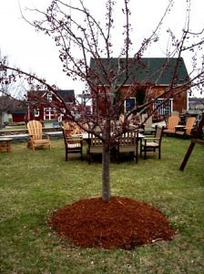 Our Hemlock Mulch as a border for trees, supplying nutrients, retaining moisture, & keeping temperatures consistent.