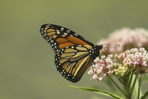 monarch-milkweed-istock-ziggy7