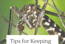 Anti-Mosquito Tricks