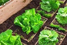 Harvesting from Your Garden: Best Practices for a Bountiful Yield